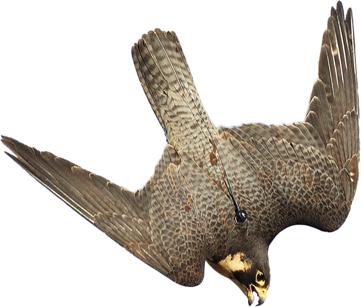 stooping falcon